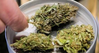 Manovra, cannabis light torna legale ma con ‘super imposta’ del 40%