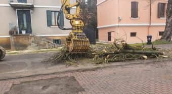 Mirandola, abbattute le grandi acacie di via Piave