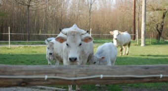 Agricoltura biologica e sostenibilità, anche aziende di Finale Emilia, Bomporto, Soliera e Carpi all’incontro pubblico