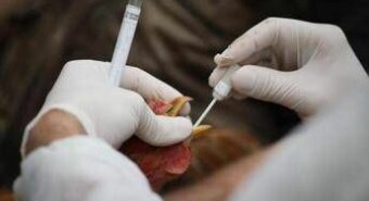 Aviaria, -94% carica infettiva virus H5N1 con onde elettromagnetiche, lo studio