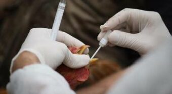 Aviaria, Pistello: “Gatto positivo? Presto l’Italia avrà il primo caso umano”