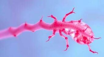 Farmaci, disponibile in Italia efgartigimod alfa per uso sottocutaneo in miastenia grave