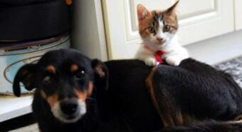 Gatti e cani a rischio aviaria? Le raccomandazioni dell’Iss: “No a carne cruda nella pappa”