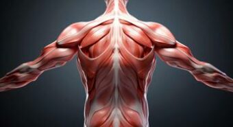 Grasso nei muscoli killer silenzioso, più rischi cuore indipendenti dal peso
