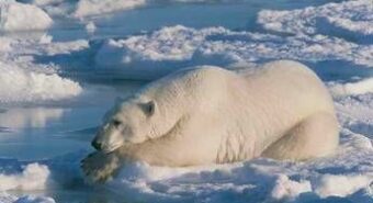 Il segreto dell’orso polare per sopravvivere a temperature sottozero? L’antigelo