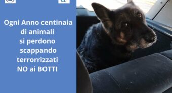 Ritrovata Perla, la cagnolina che si era smarrita impaurita dai botti di Capodanno