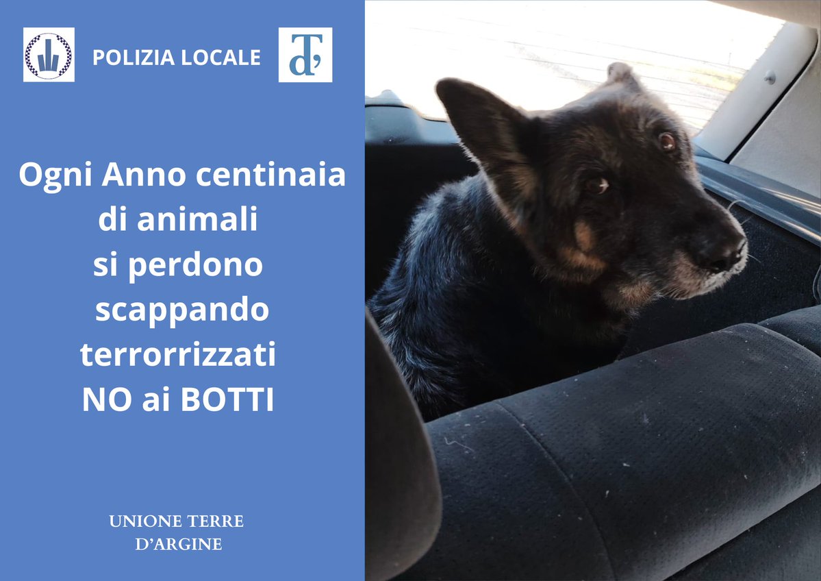Ritrovata Perla, la cagnolina che si era smarrita impaurita dai botti di Capodanno