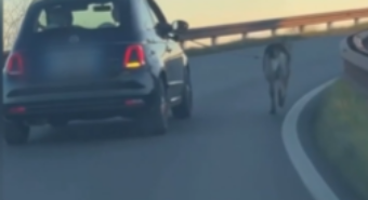Costringono il cane a correre al guinzaglio tenuto fuori dal finestrino