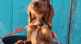 Carpi, intervento salvavita su un cucciolo di setter grazie alla generosità dei donatori online