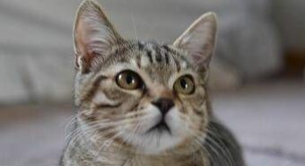 Aviaria, l’uomo potrebbe trasmettere il virus ai gatti