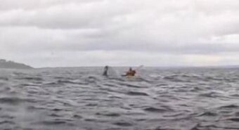 Inghiottito da una megattera e risputato: un incontro ravvicinato nello stretto di Magellano – Il video