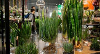 Myplant & Garden, edizione 2025 da record: focus su mercati e dossier comparto verde