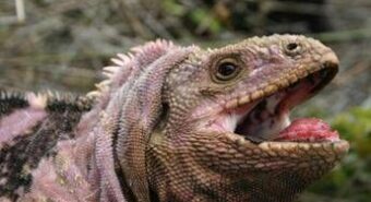 Ricerca, studio genomico ricostruisce l’evoluzione delle iguane delle Galápagos