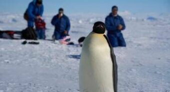 Veterinari italiani in Antartide a caccia dell’influenza aviaria tra le colonie di pinguini