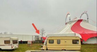 Circo con animali a Finale Emilia, Lugli e Dondi: “Ci opponiamo allo sfruttamento”