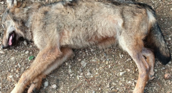 Lupa avvelenata nell’Appennino modenese