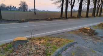 Sei tigli abbattuti in via Albero a Massa Finalese