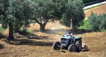 Agricoltura: aperta misura ‘Generazione Terra’ di Ismea, 120 milioni a giovani per acquisto terreni