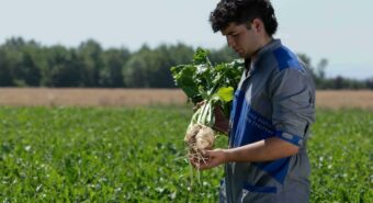 Emilia-Romagna, al via la stagione della barbabietola da  zucchero