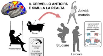 Il cervello non è mai davvero spento, ecco cosa succede quando è in relax
