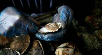 Medico-nutrizionista, ‘ostriche buona fonte nutrienti ma non indispensabili’