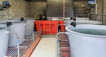 Premiato progetto per ripopolamento delle alborelle di Cap-Alfa Varese