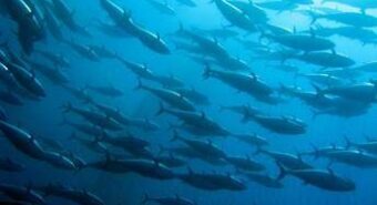 Sostenibilità, Findus: il 100% dei prodotti ittici certificato Msc e Asc