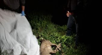 Capriolo investito a San Possidonio, intervengono i volontari del “Pettirosso”