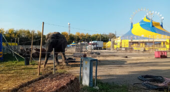 Carpi, Fratelli d’Italia chiede un regolamento per limitare la presenza di circhi con animali