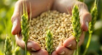 Cina coltiva la prima generazione di “orzo d’altura spaziale”