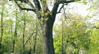 Modena, gran finale per “Alberi Festival”, domenica 13 aprile arriva lo scrittore e fisico Paolo Giordano