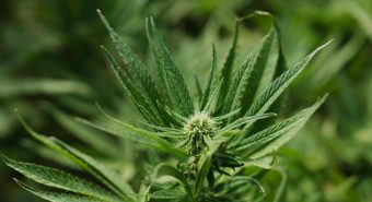 Cannabis light, Consiglio Stato accoglie ricorso: le aziende possono continuare a lavorare