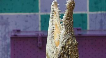 Palermo, in valigia una testa di coccodrillo: bloccato passeggero in aeroporto