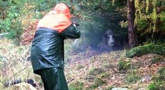 Partecipa a battuta di caccia al cinghiale ma l'animale lo carica alle spalle: cacciatore in ospedale Partecipa a battuta di caccia al cinghiale ma l'animale lo carica alle spalle: cacciatore in ospedale