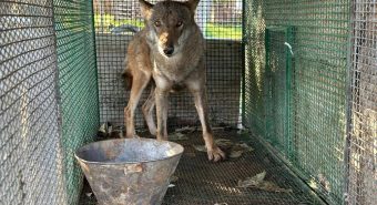 Traffico di droga a Foggia, trovato anche un lupo chiuso in gabbia -Video Traffico di droga a Foggia, trovato anche un lupo chiuso in gabbia -Video