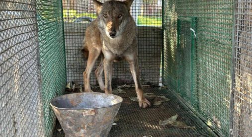 Traffico di droga a Foggia, trovato anche un lupo chiuso in gabbia -Video Traffico di droga a Foggia, trovato anche un lupo chiuso in gabbia -Video