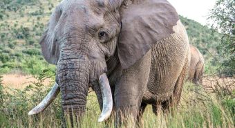 Uganda, scontro tra minibus ed elefante in parco nazionale: 3 morti