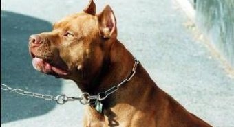 Pitbull azzanna una donna, il veterinario Coccìa: “La razza non c’entra, dipende dal padrone”
