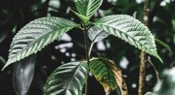Droghe, esplode l’uso di kratom negli Usa: segnalazioni cresciute di 65 volte in un decennio