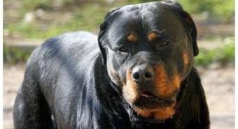 Lite tra ragazze per strada Porto Cesareo, 12enne azzannata da rottweiler a polpaccio