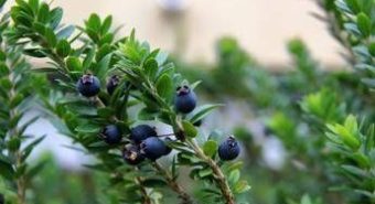 Mirto alleato della fertilità maschile, ‘protegge gli spermatozoi dai veleni delle plastiche’
