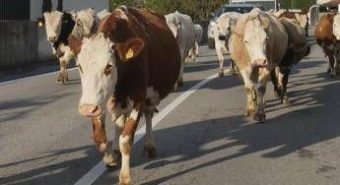 Mucche in strada, tre feriti e 7 bovini morti in scontro nell’Avellinese﻿