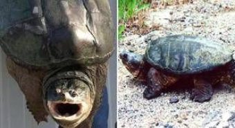 Tartaruga azzannatrice a Ladispoli, cresce l’allerta a Torre Flavia: è tra le più pericolose al mondo