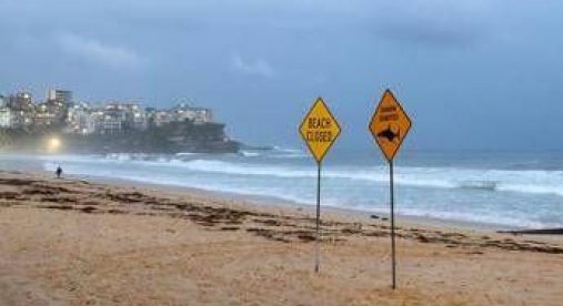 Australia, uomo muore dopo attacco di squalo al largo di Perth