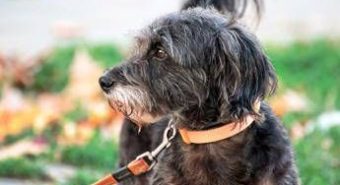 Avere un cane protegge il cuore e allunga la vita, il maxi studio