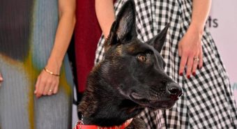 Cannes, il cane Yuri vince la Palm Dog: è la star del film 'La Perra'