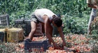 Crisi nei campi, lavoratori agricoli sempre più anziani e 1 su 2 è straniero
