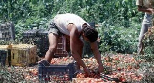 Crisi nei campi, lavoratori agricoli sempre più anziani e 1 su 2 è straniero
