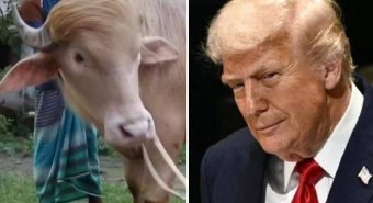 Il 'sosia' di Trump è un bufalo. E verrà ucciso presto Il 'sosia' di Trump è un bufalo. E verrà ucciso presto