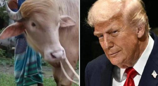 Il 'sosia' di Trump è un bufalo. E verrà ucciso presto